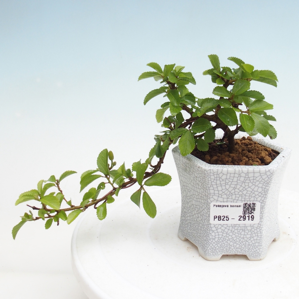 Izbová bonsai - Grewia occidentalis - Hviezdica levanduľová
