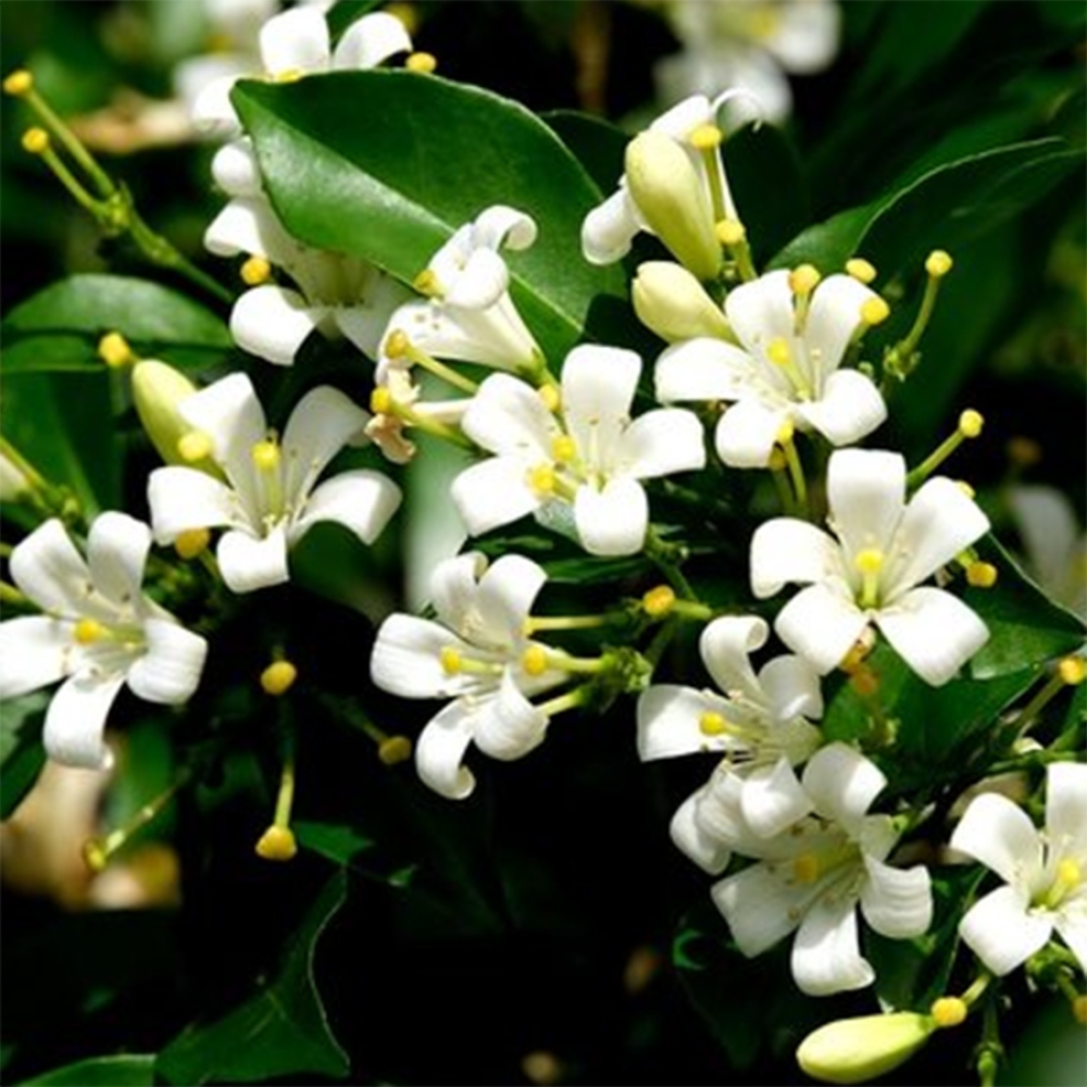 Izbová bonsai- Muraya paniculata