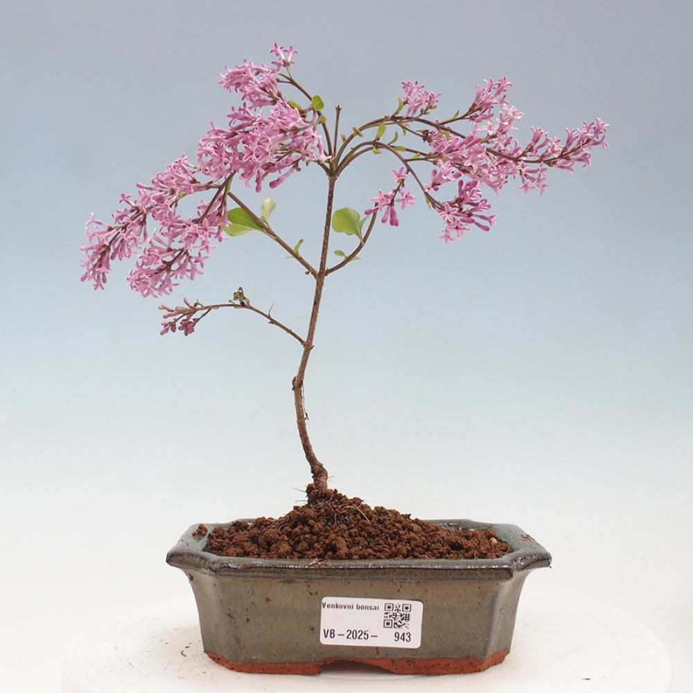 Vonkajší bonsai - Syringa Meyeri Palibin - Orgován Meyerov