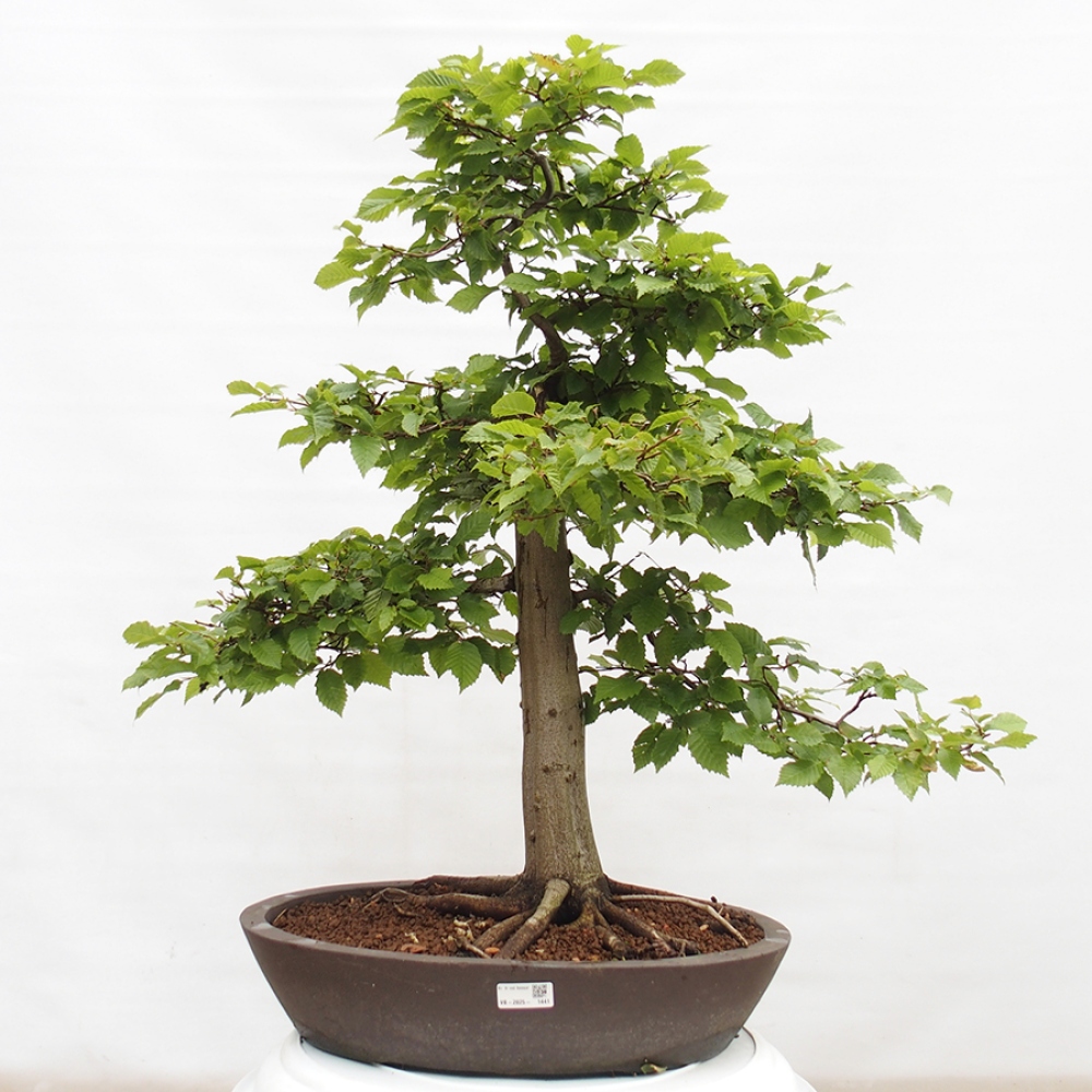 Vonkajší bonsai - Hrab obyčajný - Carpinus betulus