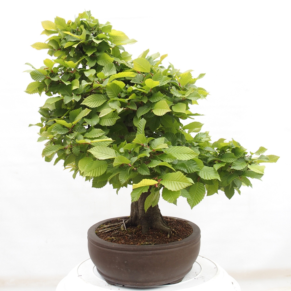 Vonkajší bonsai - Hrab obyčajný - Carpinus betulus