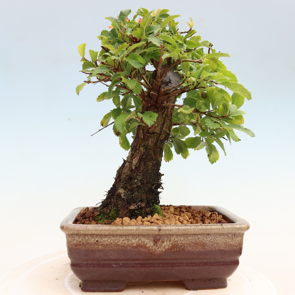 Vonkajšie bonsaje - Zelkova - Zelkova NIRE