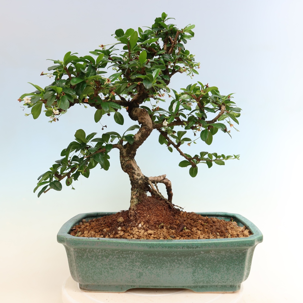 Izbové bonsaje - Carmona macrophylla - Tea fuki