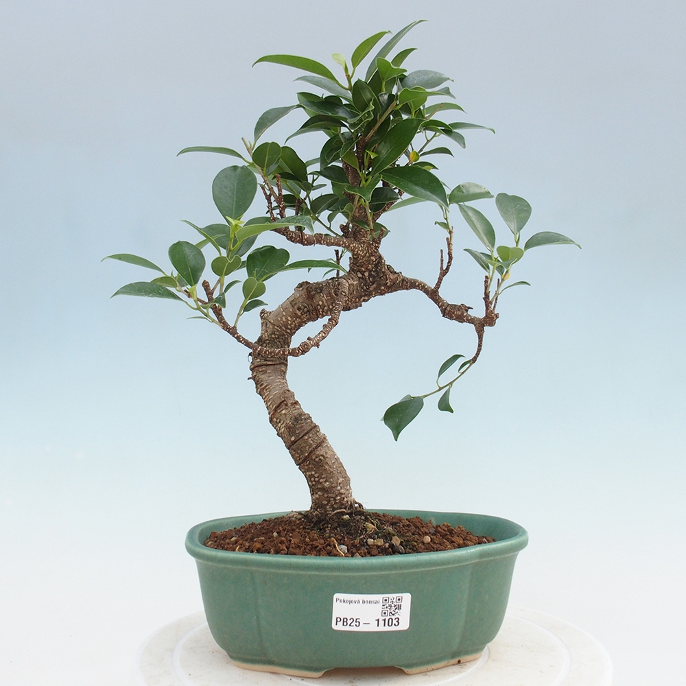 Izbová bonsai - Ficus retusa - malolistá fikus