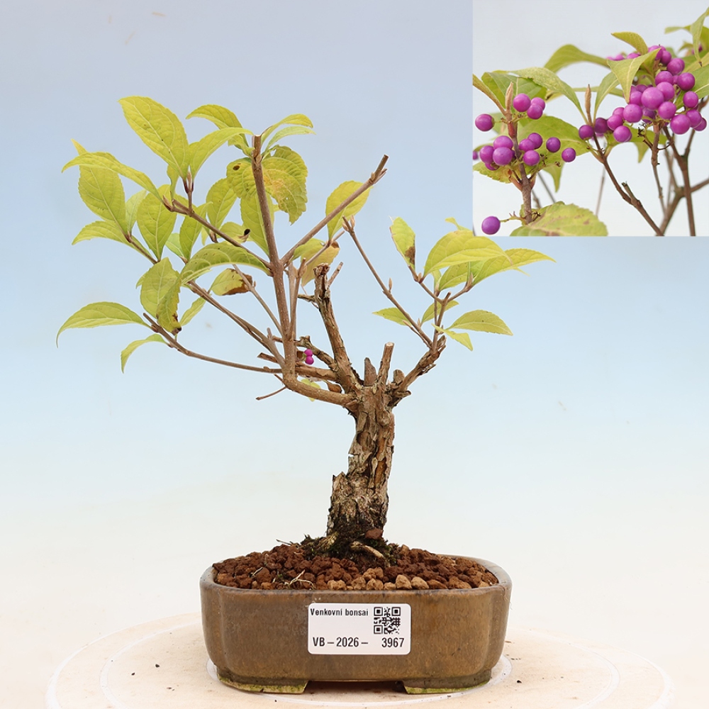 Vonkajší bonsai – krásnoplodka – Callicarpa bodinierova profusion