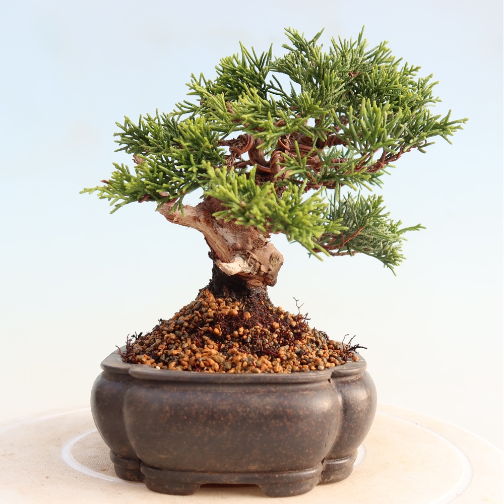 Vonkajší bonsai - Juniperus chinensis Itoigawa -Jalovec čínsky