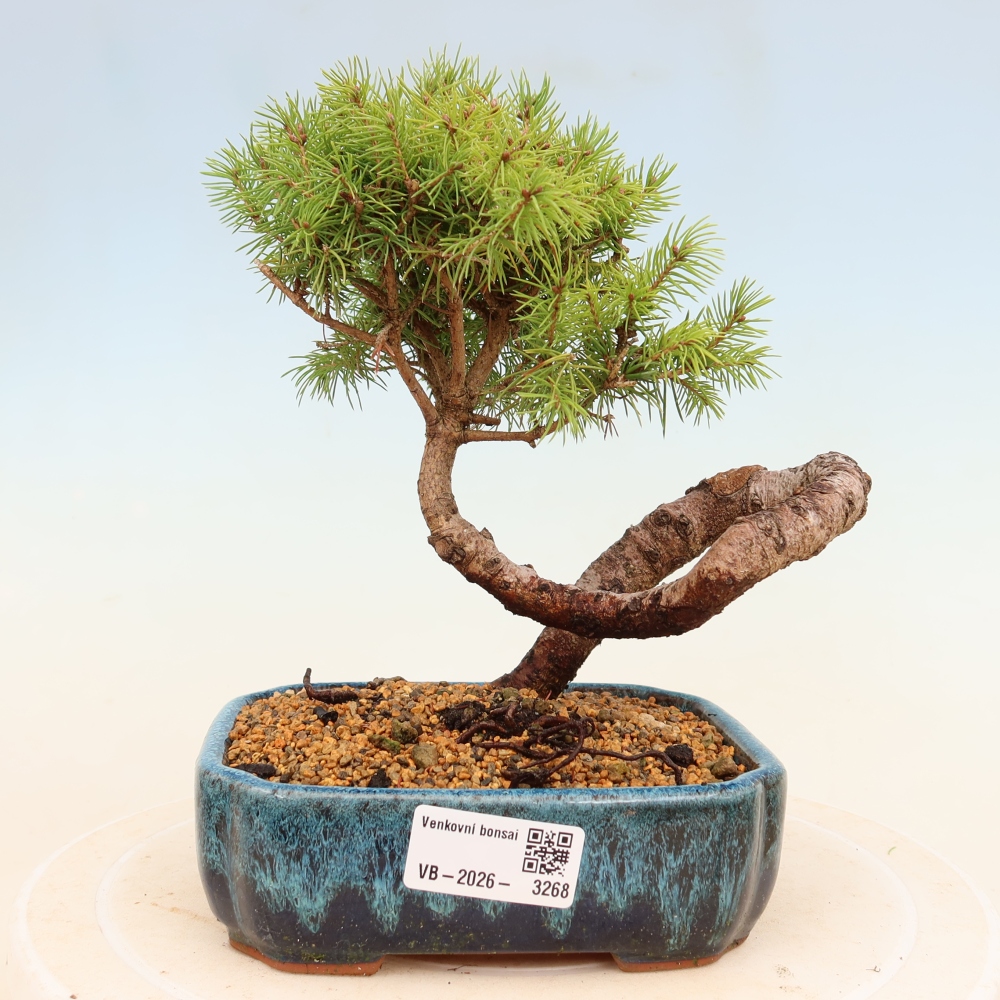 Vonkajší bonsai – Smrek sivý – Picea glauca globe