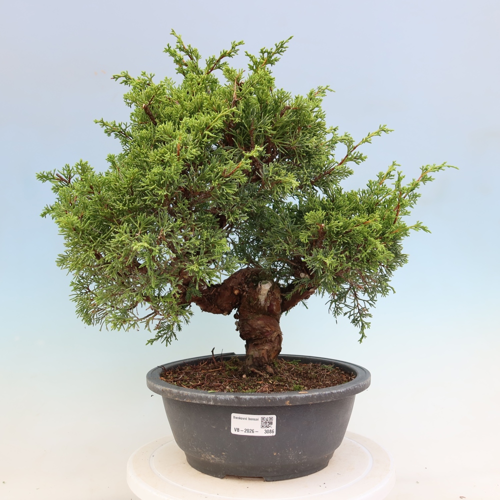 Vonkajší bonsai – Juniperus chinensis Itoigawa – čínsky jalovec