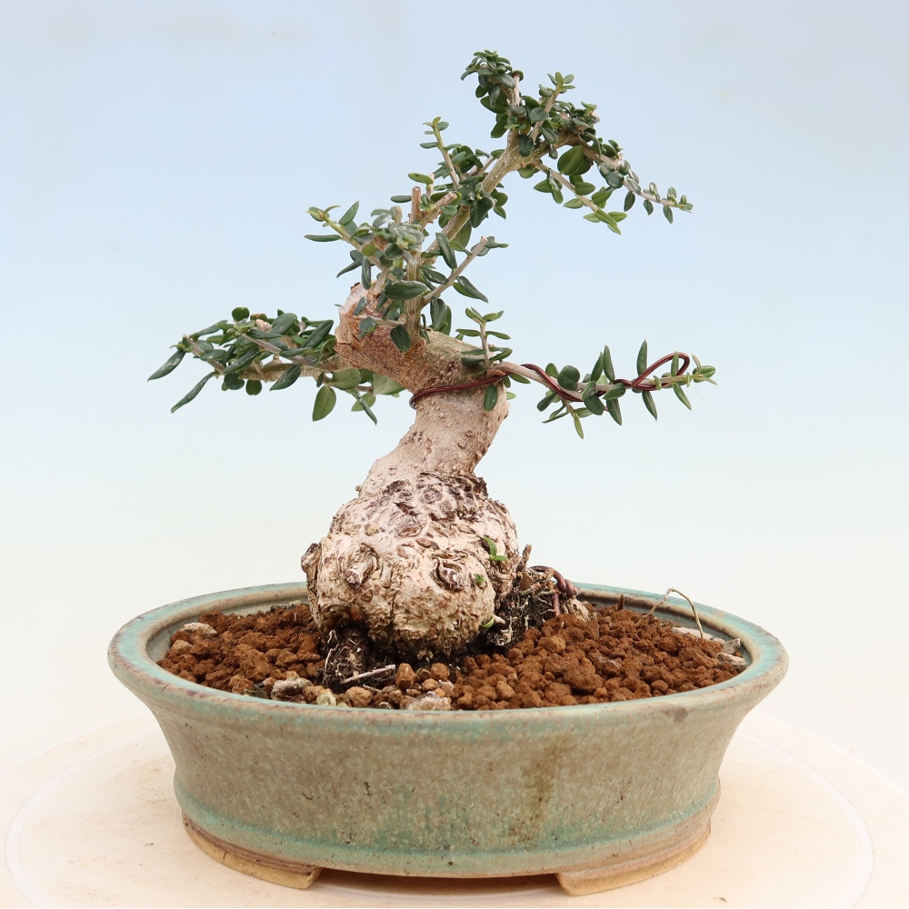 Izbový bonsaj - Olea europaea sylvestris