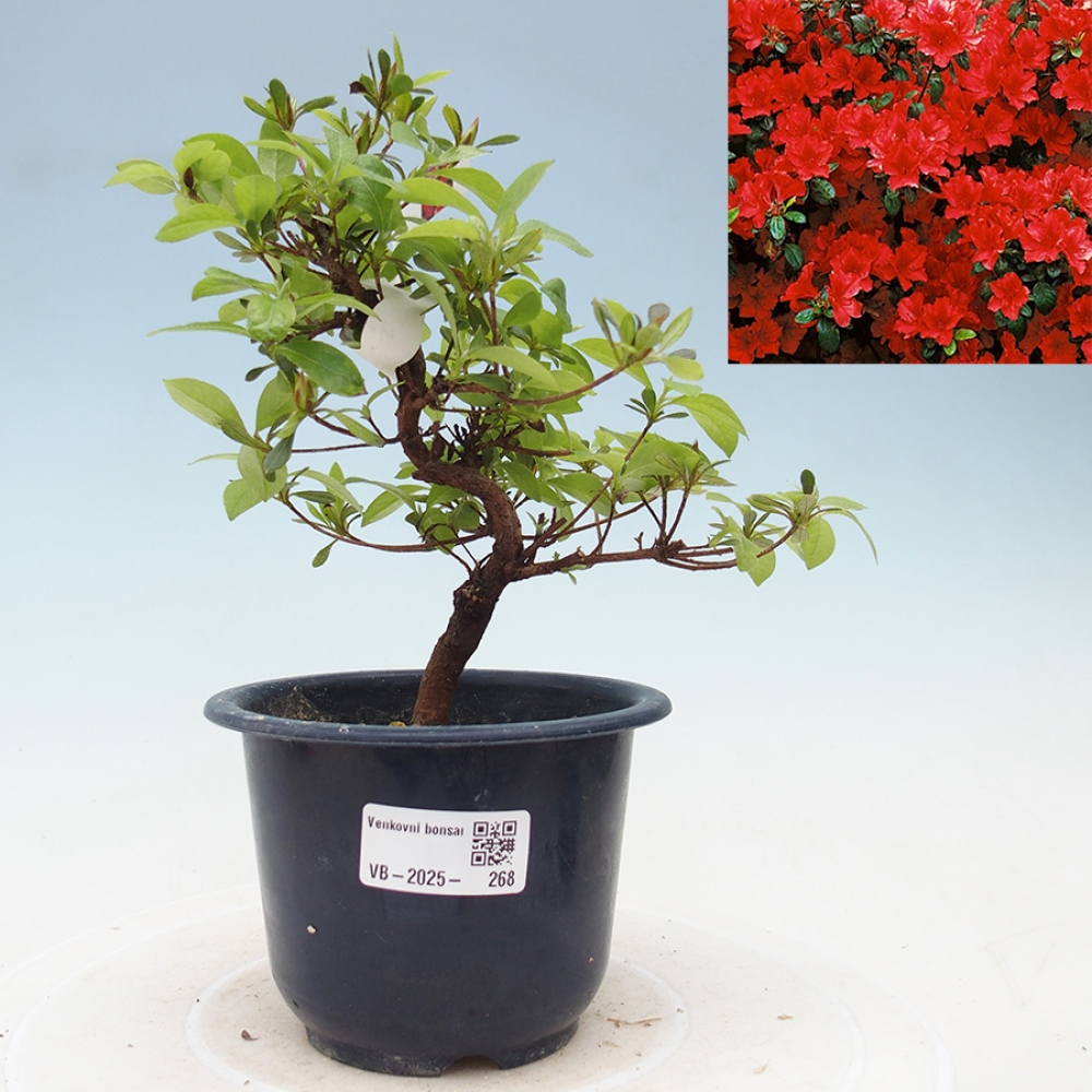 Vonkajší bonsai - Japonská azalka - Azalea Benibeni
