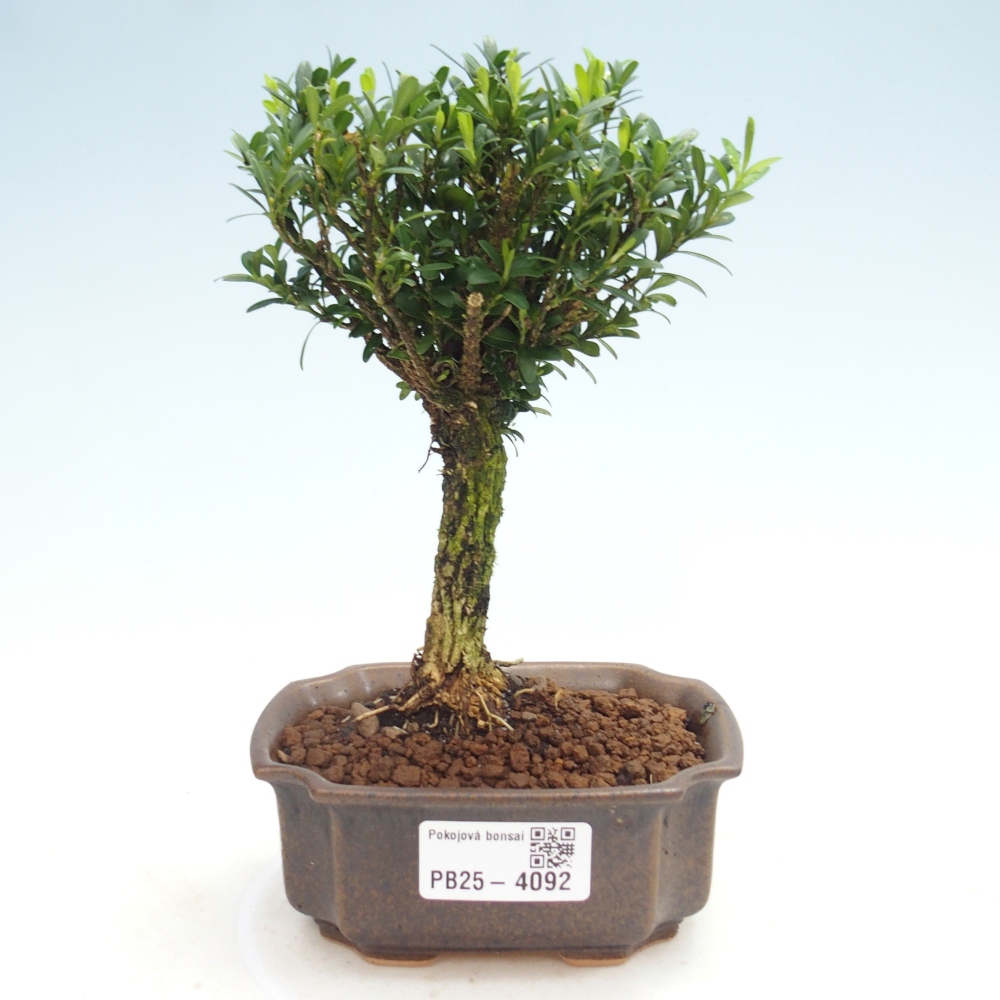 Izbové bonsaje - Buxus harlandii - korkový buxus