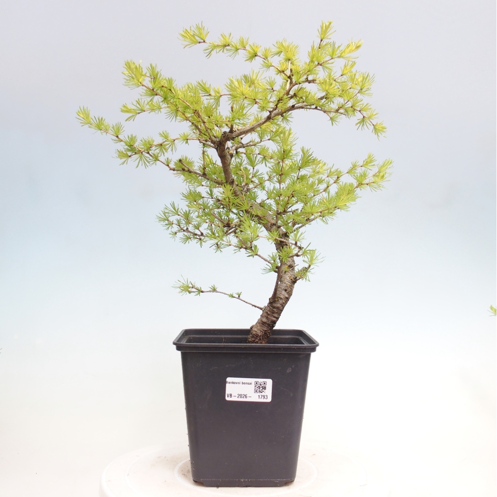 Vonkajšie bonsaje -Larix decidua - Smrekovec