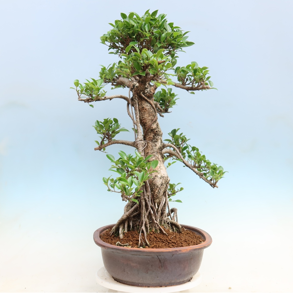 Izbové bonsaje - Ficus kimmen - drobnolistý fikus