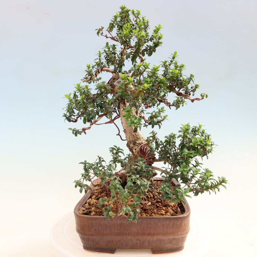 Izba bonsai – Myrtus communis – Myrta obyčajná