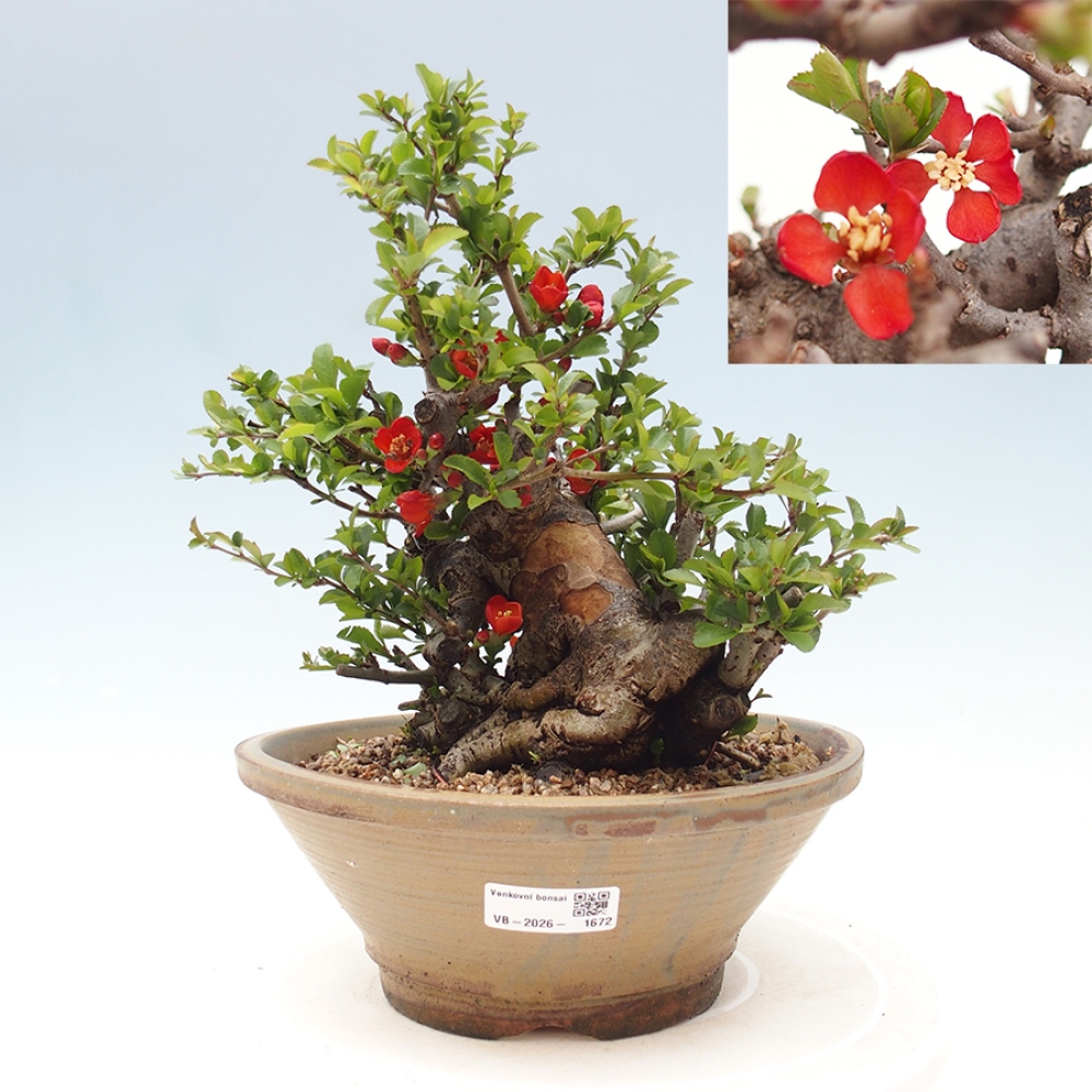 Vonkajšie bonsaje - Chaneomeles speciosa - Kdoule