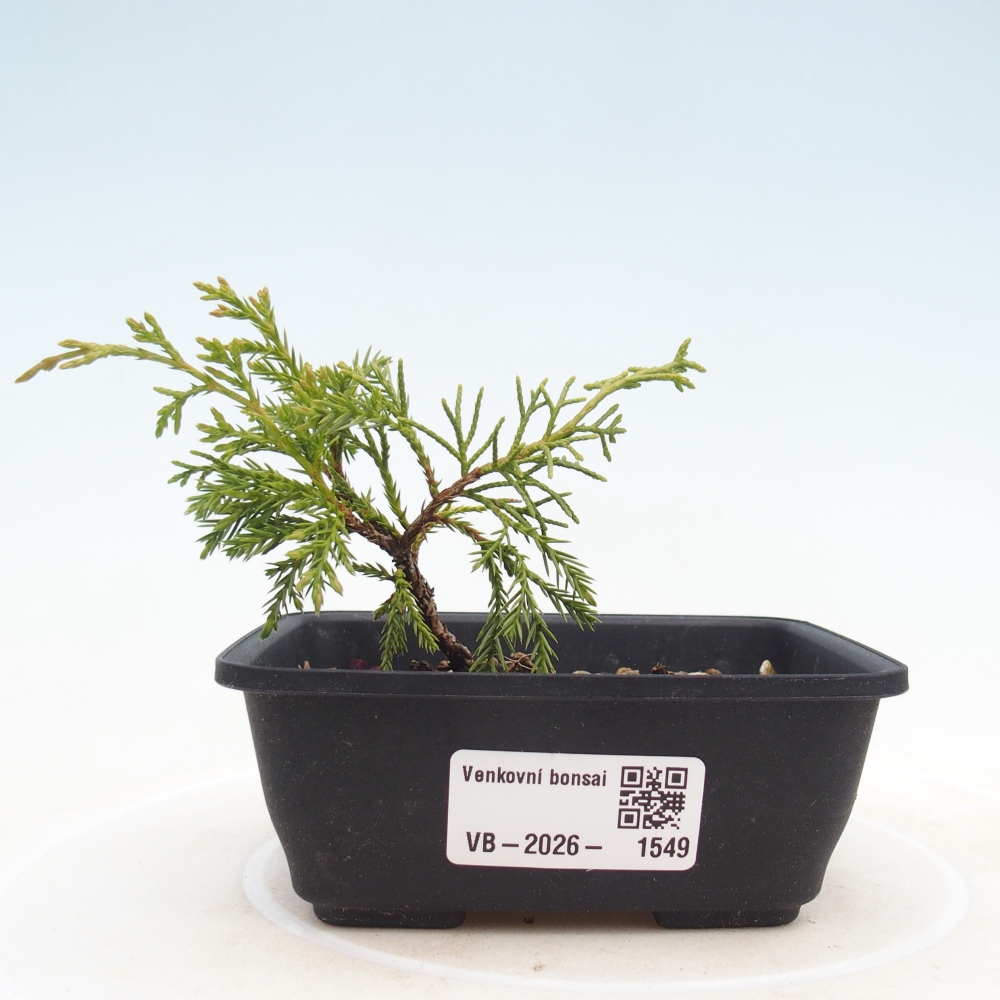 Vonkajší bonsaj - Juniperus chinensis Itoigawa