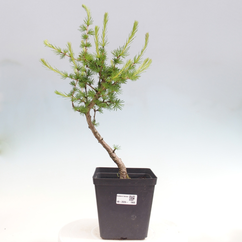 Vonkajšie bonsaje -Larix decidua - Smrekovec