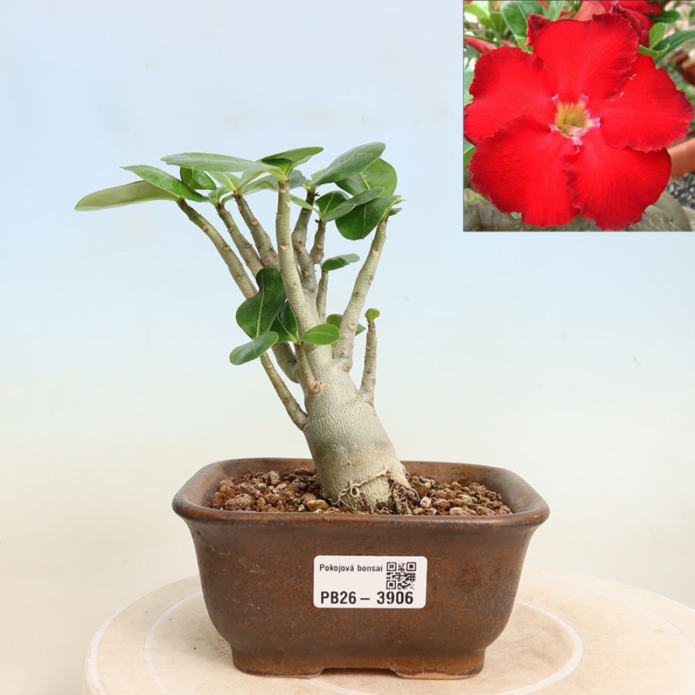 Izba bonsai – Adenium obesum Red Star – Púštna ruža