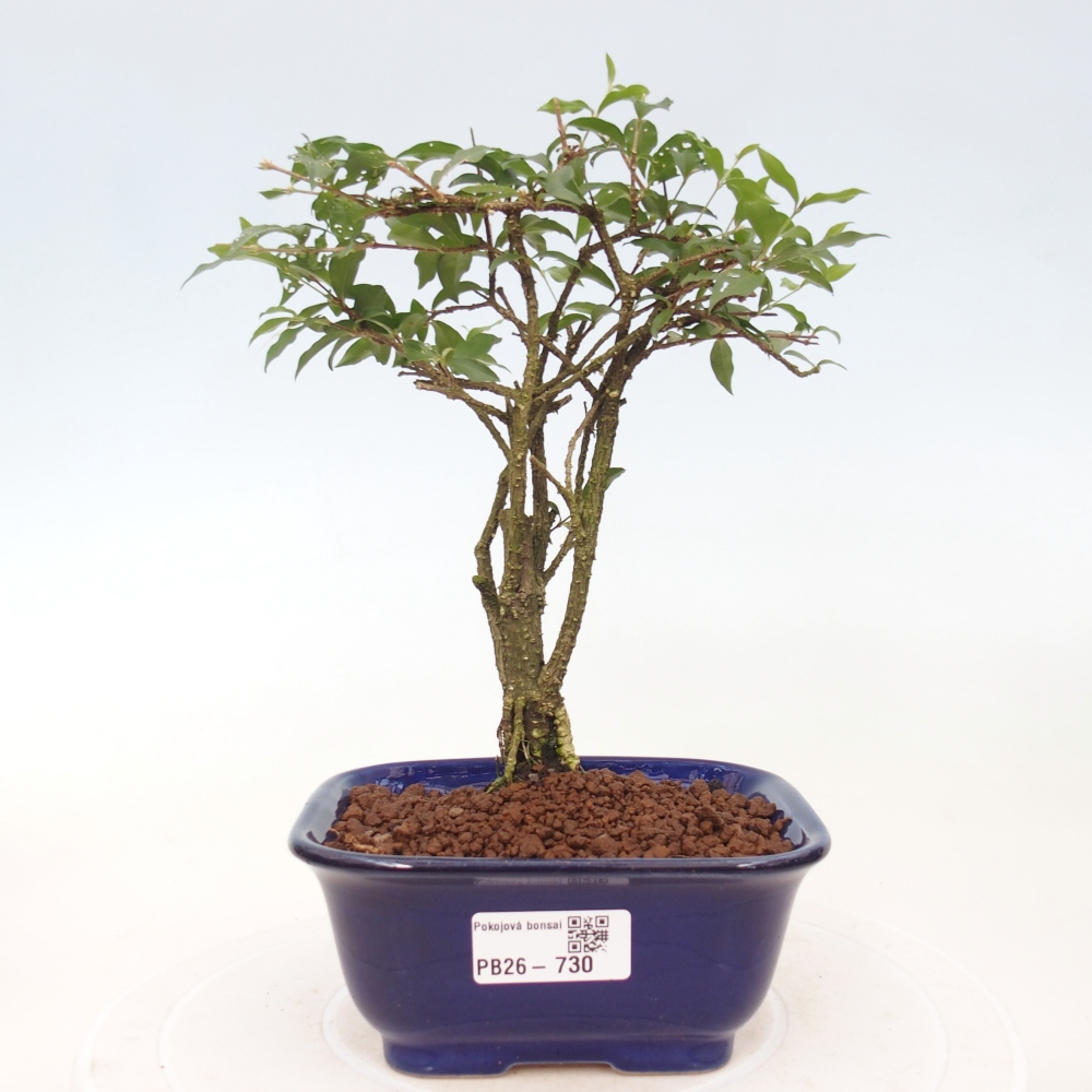 Izbová bonsai - Malpighia coccigera- Barbdorská čerešňa