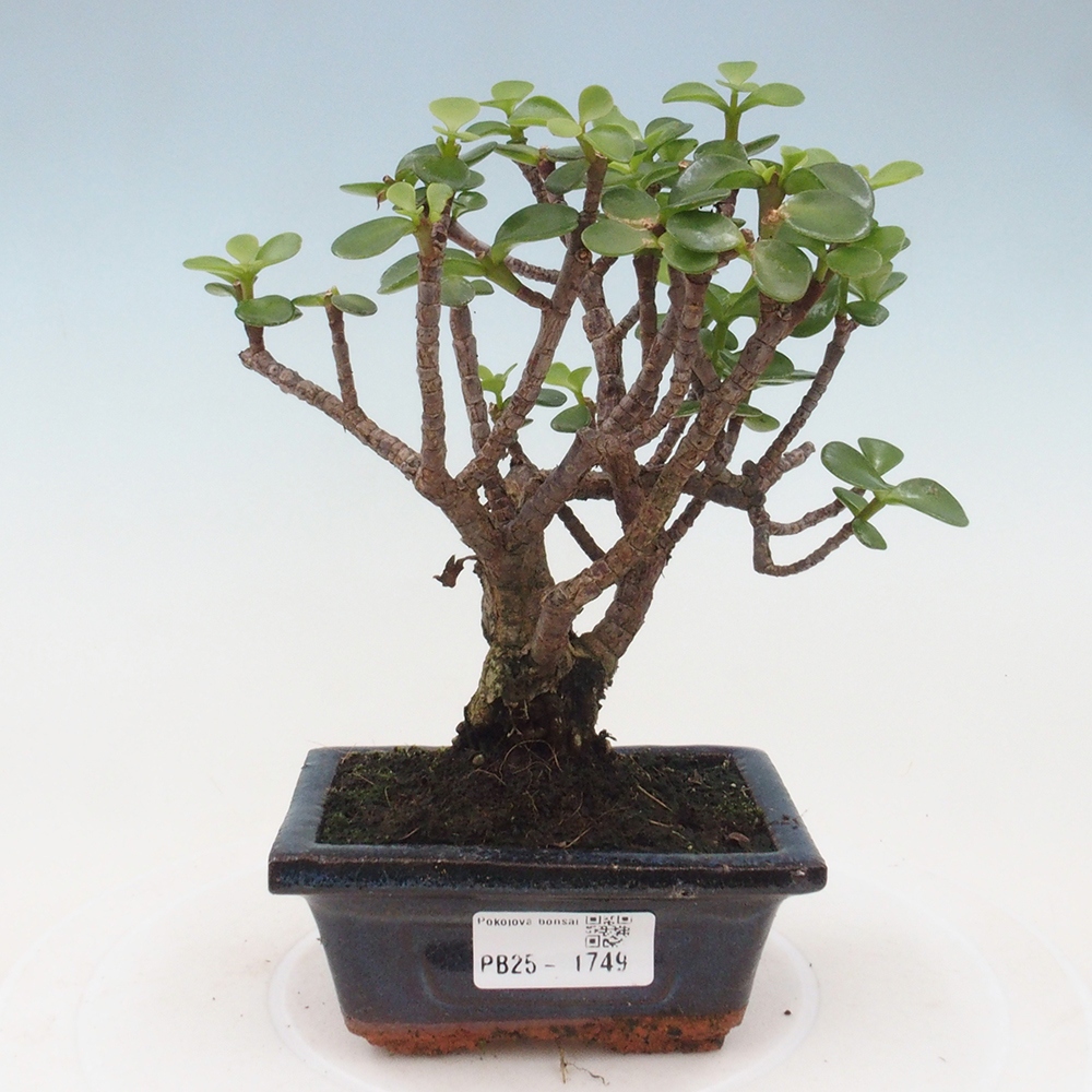 Izbová bonsai - Portulakaria Afra - Tlustice