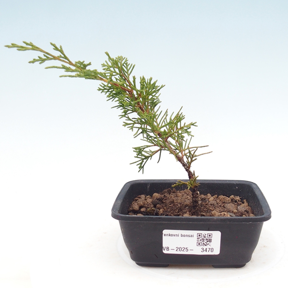 Vonkajší bonsaj - Juniperus chinensis Itoigawa