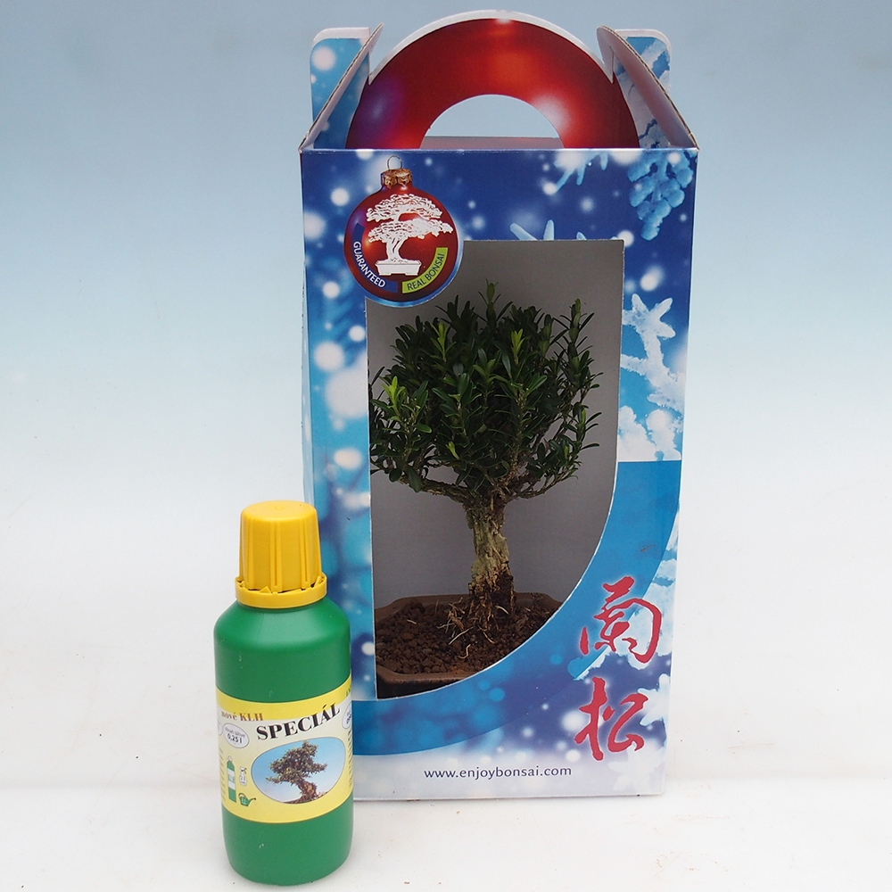 Izbový bonsaj v darčekovej krabici Buxus harlandii - korkový buxus