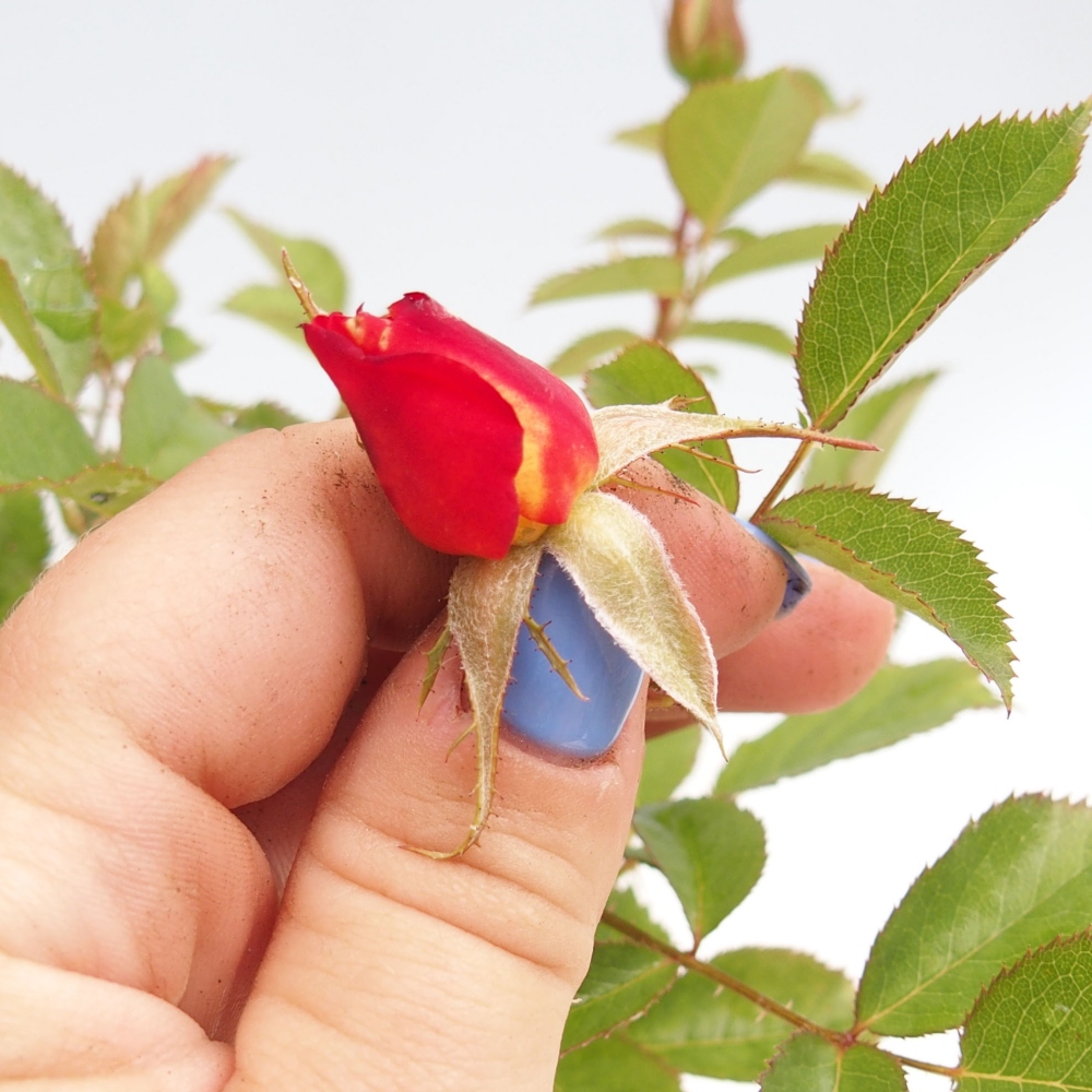 Vonkajší bonsai - Rosa Kordes - ruža