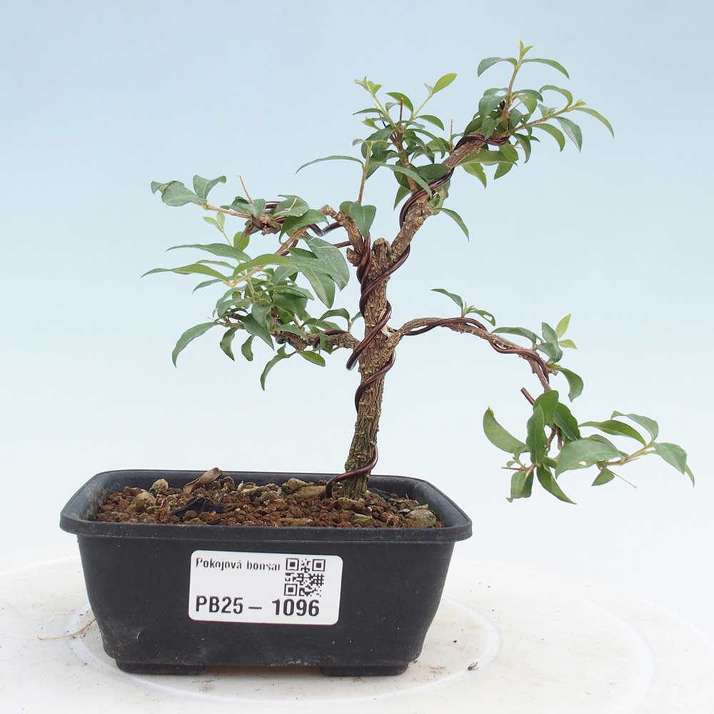 Izbová bonsai - Malpighia coccigera- Barbdorská čerešňa