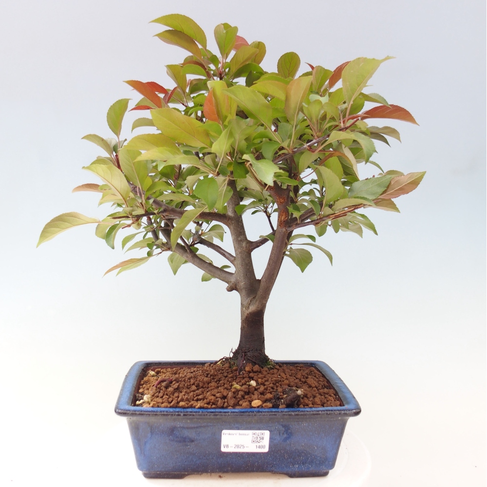 Vonkajší bonsai -Malus domestica - Maloplodá jabloň červenolistá