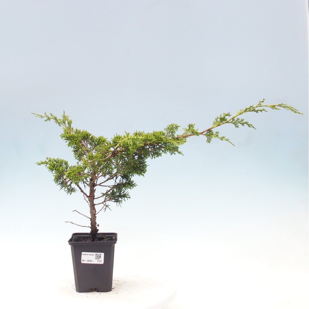 Vonkajší bonsaj - Juniperus chinensis Itoigawa