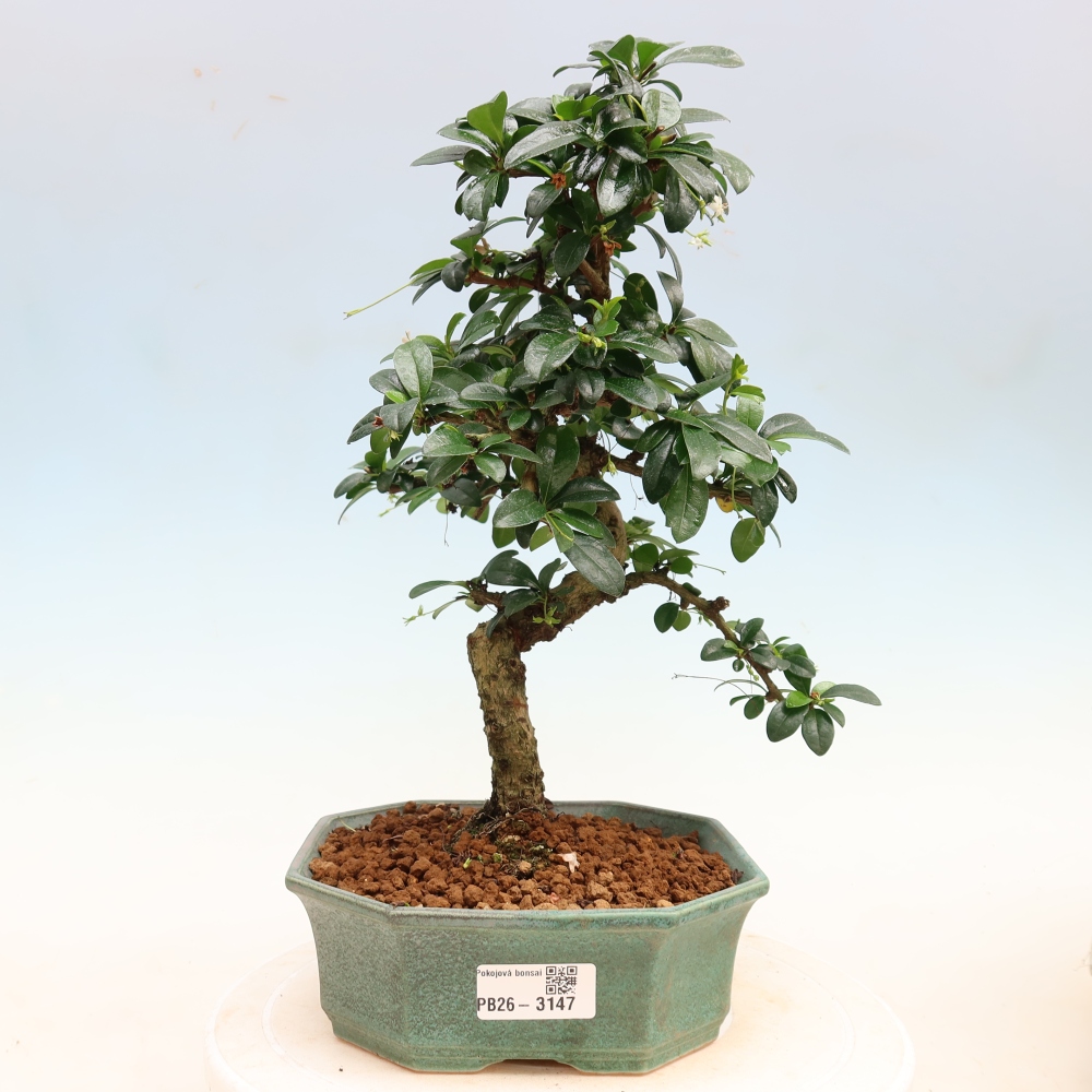 Izbové bonsaje - Carmona macrophylla - Tea fuki