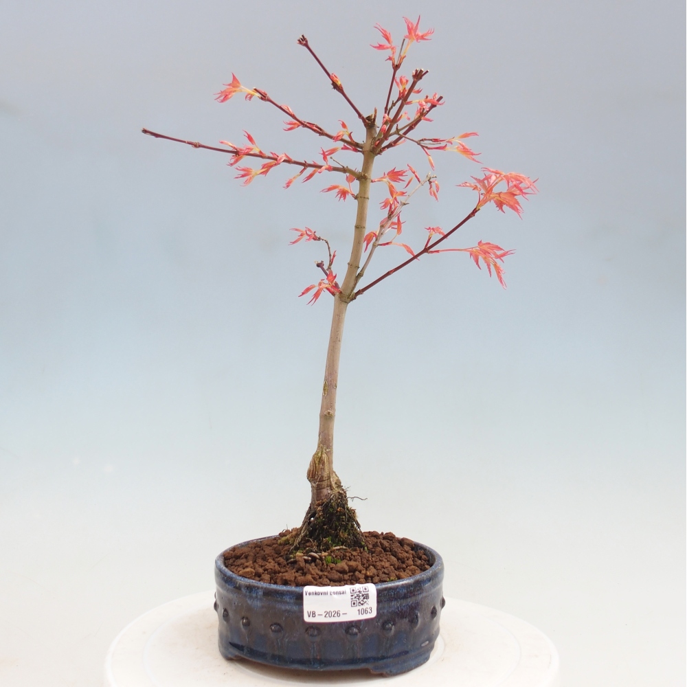 Javor poľný - Acer palmatum Beni Tsukasa
