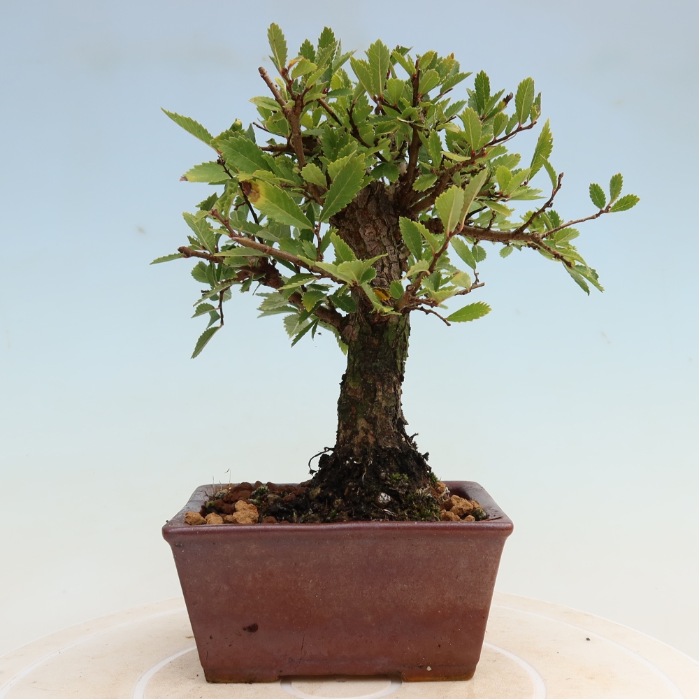Vonkajšie bonsaje - Zelkova - Zelkova NIRE