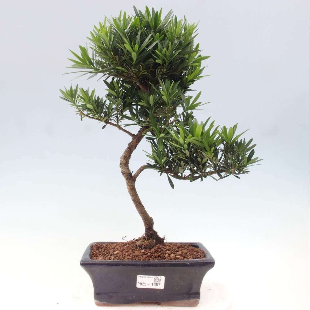 Izbová bonsai - Podocarpus - Kamenný tis