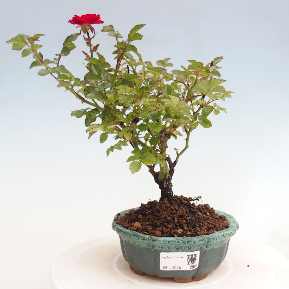 Vonkajší bonsai - Rosa Kordes - ruža