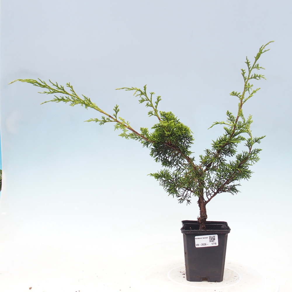 Vonkajší bonsaj - Juniperus chinensis Itoigawa