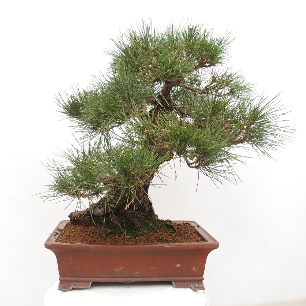 Vonkajšie bonsai - Pinus thunbergii - Borovica thunbergova
