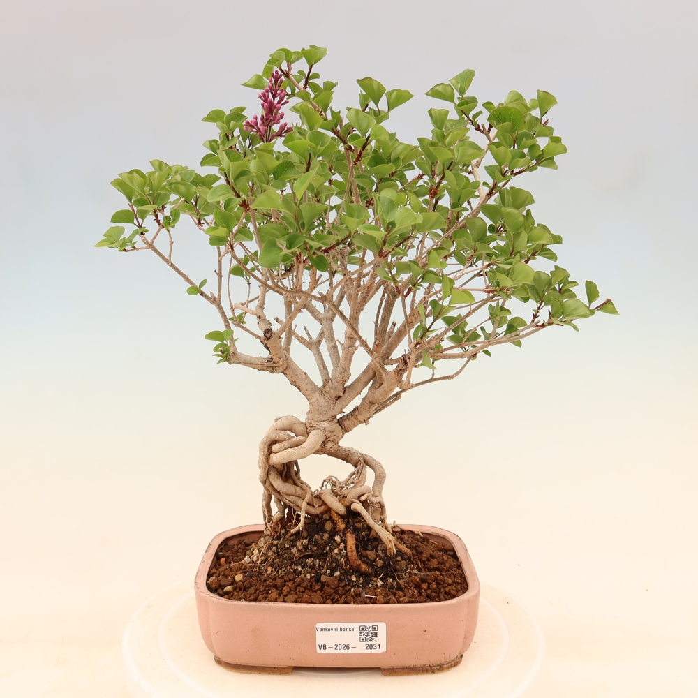 Vonkajší bonsaj - Syringa microphylla - drobnokvetý šeřík