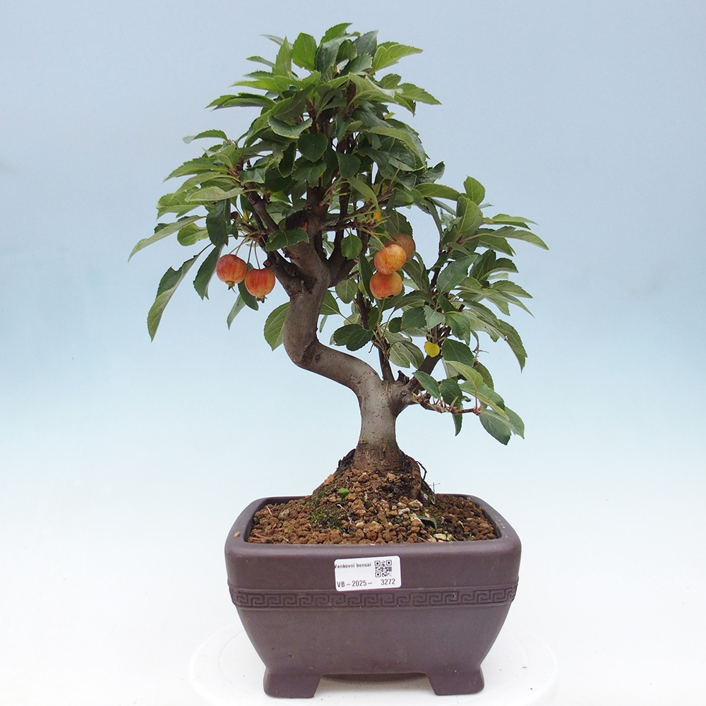 Vonkajší bonsai -Malus halliana - Maloplodá jabloň