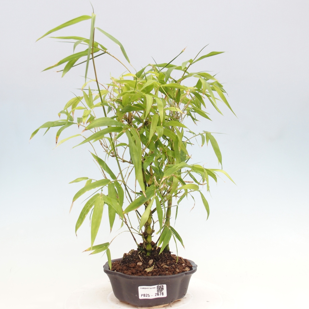 Izbová bonsai - Bambus budha-Bambus budhovo brucho