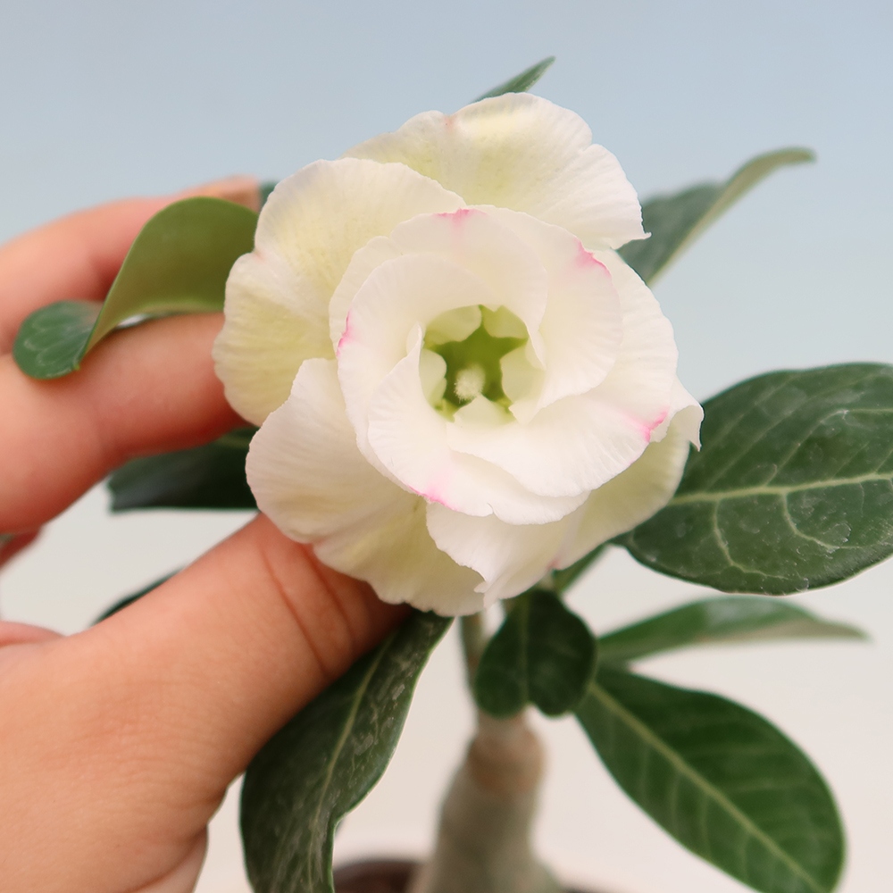 Izba bonsai – Adenium obesum, štepené V.F.S.407 – Púštna ruža