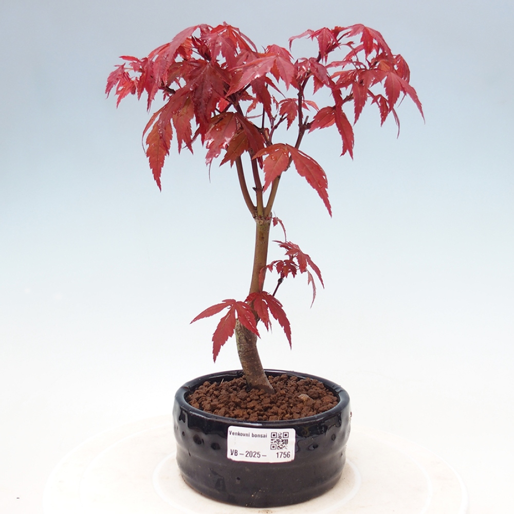Vonkajší bonsai - Acer palm. Atropurpureum-Javor dlanitolistý