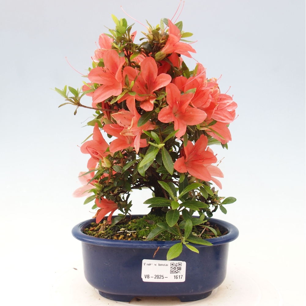 Vonkajší bonsai - Japonská azalka -  Azalea Nikko
