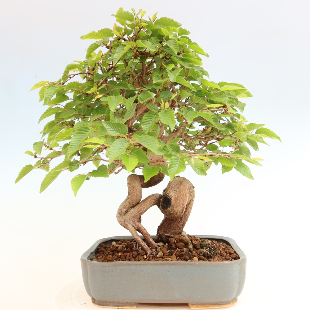 Vonkajší bonsaj -Carpinus coreana - Hrab kórejský