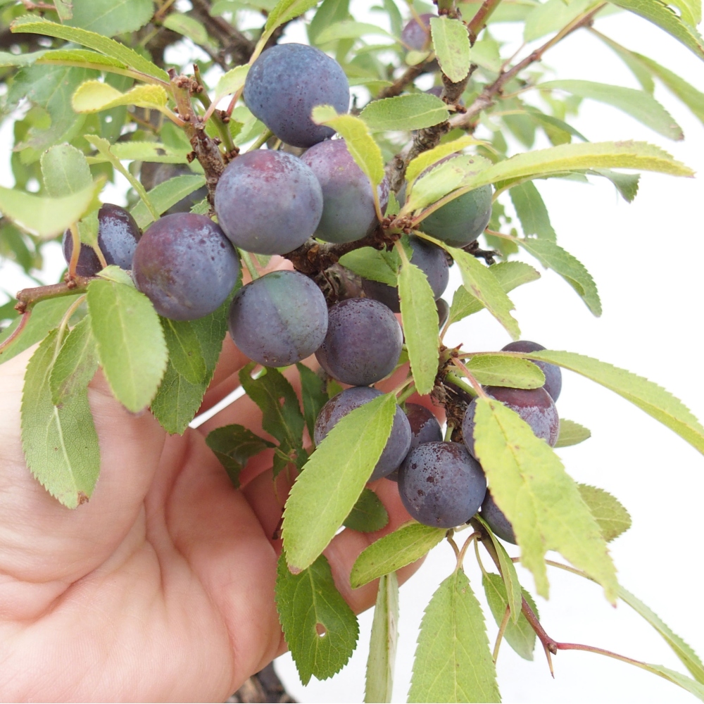 Vonkajšie bonsai - Prunus spinosa - trnka