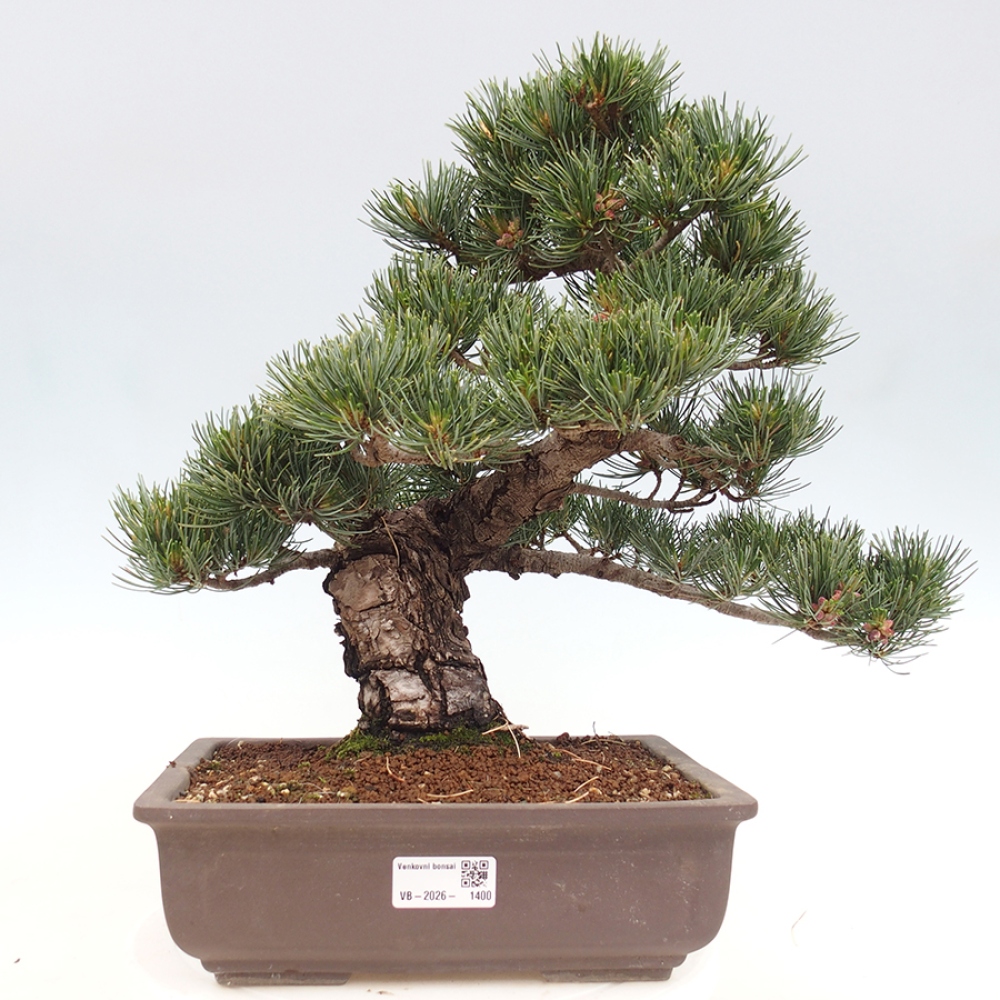 Vonkajšie bonsaje - Pinus parviflora - Pinus parviflora