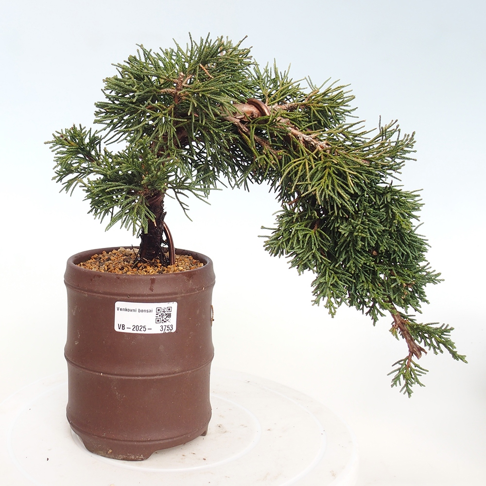 Vonkajší bonsaj - Juniperus chinensis Kishu