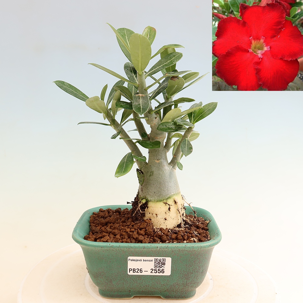 Izba bonsai – Adenium obesum Red Star – Púštna ruža