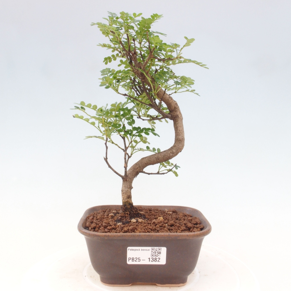 Izbová bonsai - Zantoxylum piperitum - piepor
