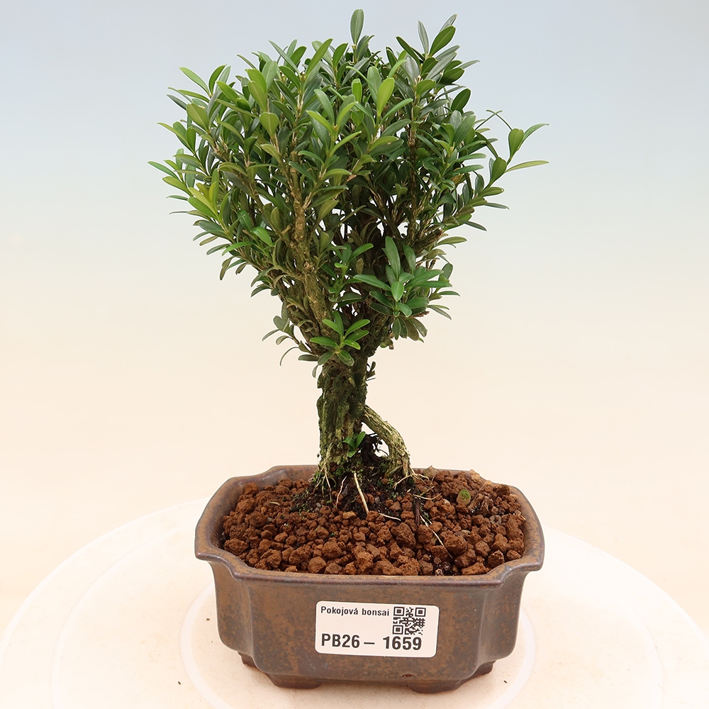 Izbové bonsaje - Buxus harlandii - korkový buxus